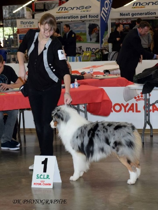 Sunlight Blue Aussies - Résultats expositions Perpignan Janvier 2015