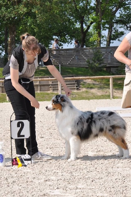 Sunlight Blue Aussies - Résultats RE Fontainebleau