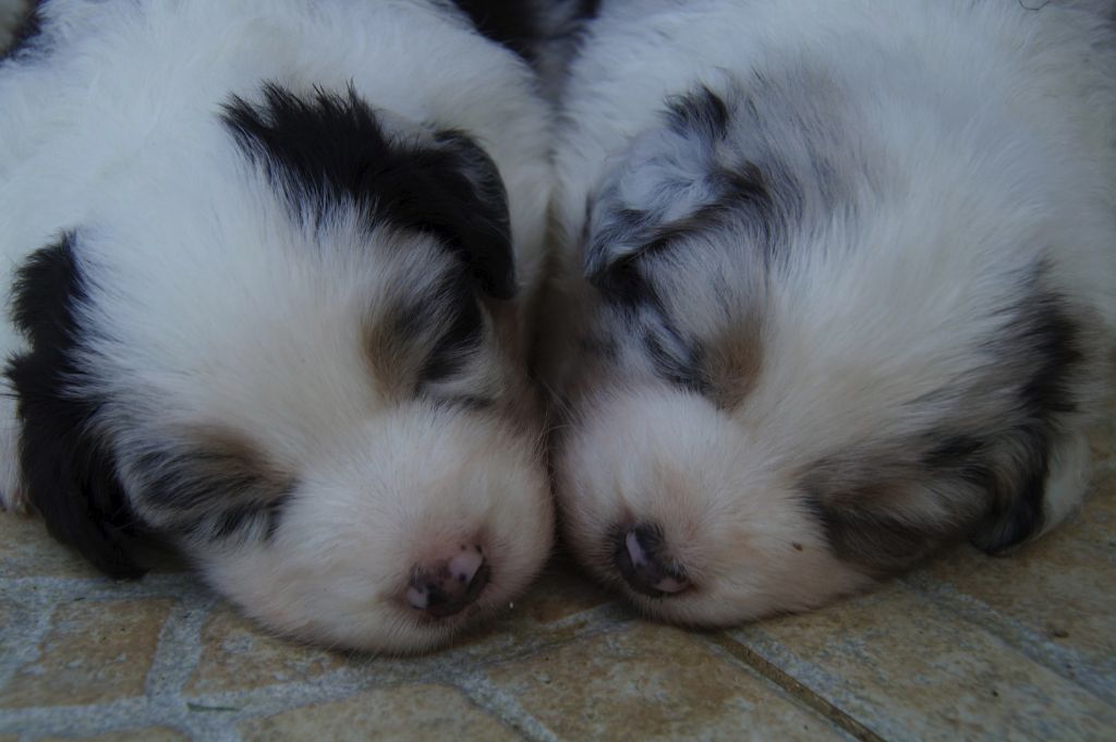 Sunlight Blue Aussies - Chiots disponibles