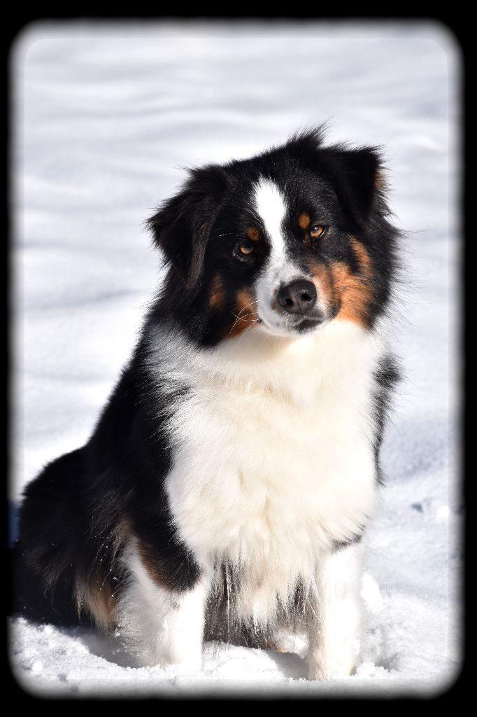 Sunlight Blue Aussies Love story